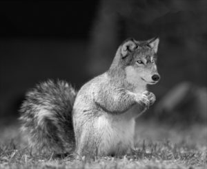 squirrel wolf